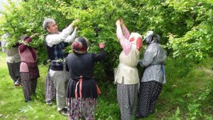 Silifke'de erik ihracatı üreticinin yüzünü güldürüyor