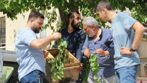 Kovanını terk eden bal arıları mahalleyi istila etti