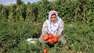 Yamanlar Domatesi tezgahlara dönüyor 