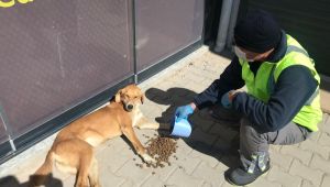 İzmir sokakta yaşayan hayvanları unutmadı