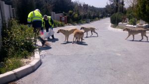 Sokağa çıkma yasağında da can dostlar unutulmadı