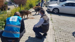 Sokak Hayvanları İçin Sokaktayız