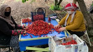 432 gönüllü 150 üreticiye meyve hasadına gidiyor