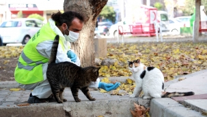 Bayraklı'da Sokak Hayvanları Yanlız Değil 