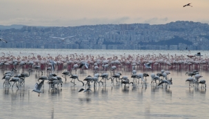 Gediz Deltası "Birding Places" Ağına Dahil Oldu