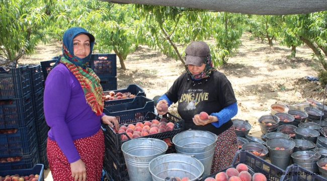 İzmir'den Dünyaya Şeftali - İzmir - Ege Olay Gazetesi