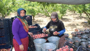 İzmir'den Dünyaya Şeftali