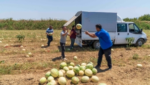 İzmirli çiftçi tarlada kalan karpuzunu hayvanlara bağışladı 