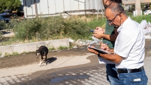 İzmir’de sahipsiz köpeklerin sayımı başladı 