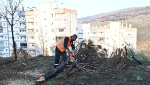 Çiğli Belediyesi Orman Yangınının İzlerini Silmek İçin Seferber Oldu 