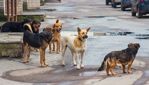 Belediyelere her sahipsiz köpek için 71 bin lira ceza uygulanacak 